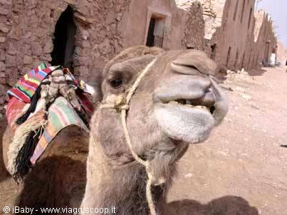 Cammello agli Ksur