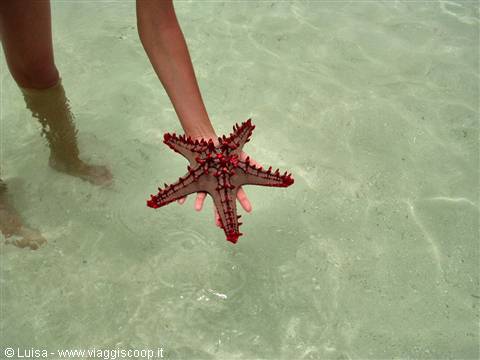 Stella marina a Sardegna due