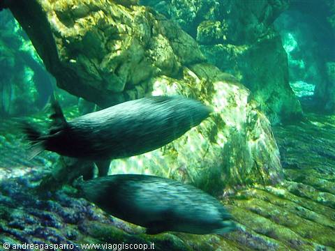 Acquario