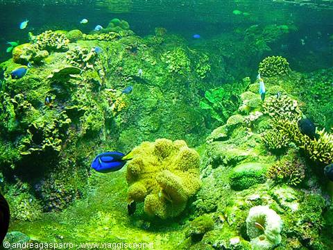 Acquario