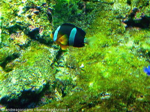 Acquario