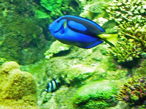 Acquario