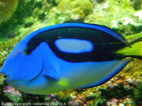 Acquario