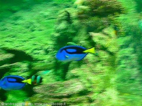 Acquario