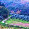 Campagna senza......... ITALIA 