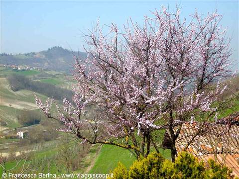 Veduta delle colline di Borgo Priolo