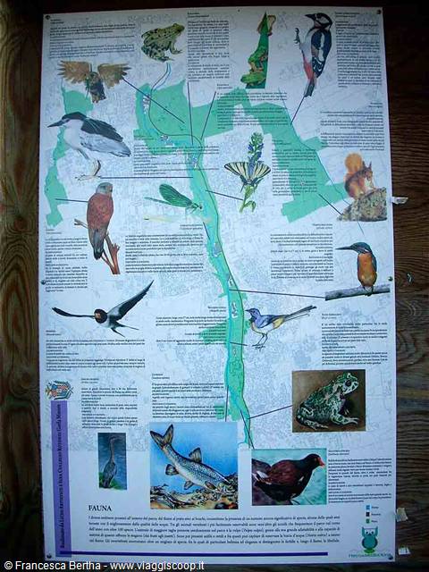 La fauna della Valle Olona