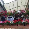 Il terrazzo fiorito dell'Antica Trattoria della Posta ITALIA 