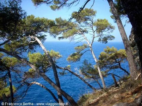 L'inchino degli alberi verso il mare