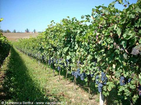 Tra i filari dell'Azienda Agricola Bottazza
