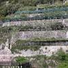 I limoni della costiera ITALIA 