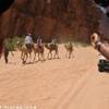 Cammelli nel deserto del Wady Rum SIRIA 