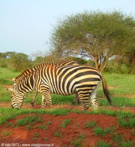 zebra Tsavo Est