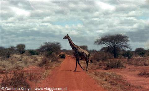 La maestosa giraffa
