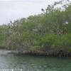 Flora e fauna a Morrocoy VENEZUELA 