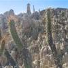 Cactus nella luna BOLIVIA 