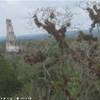 Obelisco nella giungla GUATEMALA 