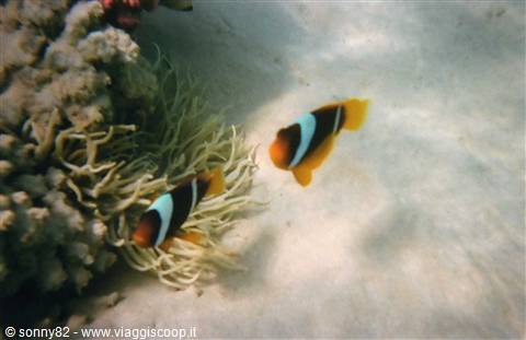 pesce pagliaccio