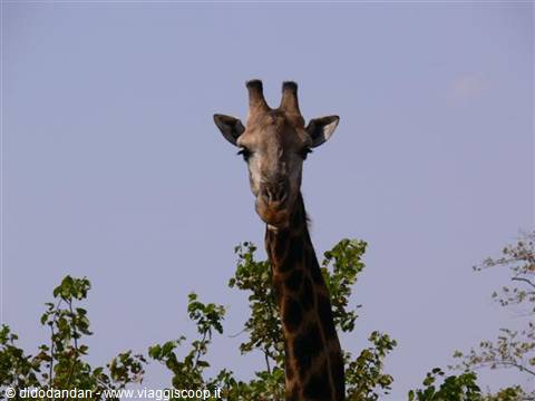 KRUGER