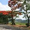  MAURITIUS 