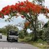  MAURITIUS 