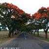  MAURITIUS 