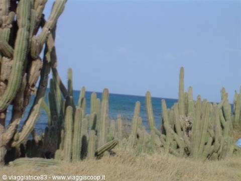 Cactus sulla costa 