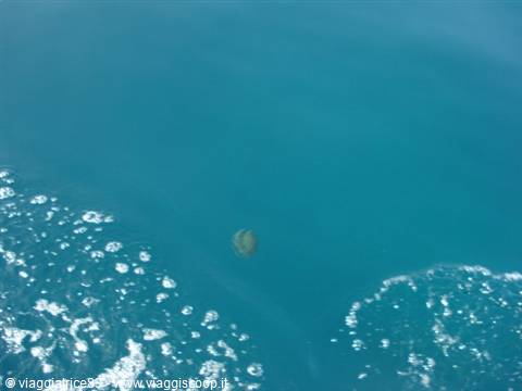 Grandissime meduse arancioni