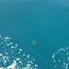 Grandissime meduse arancioni  ITALIA 