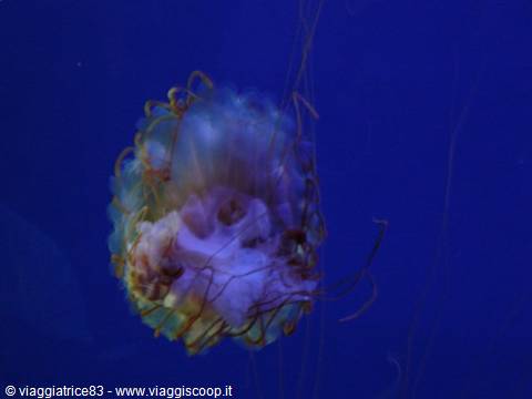 Meduse -Acquario di Genova