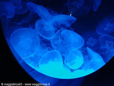 riproduzione di Meduse