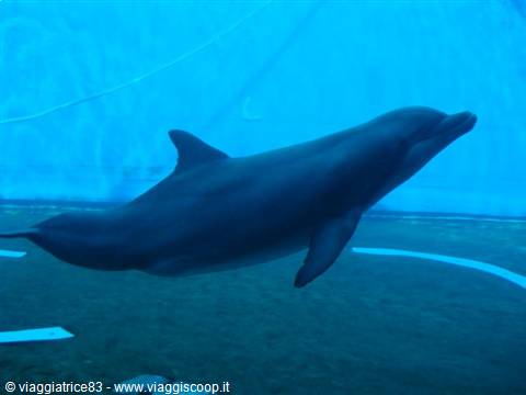delfino 