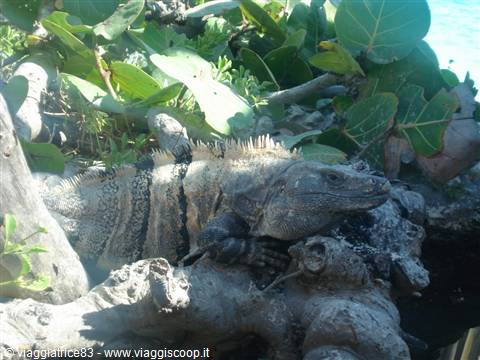 iguana..