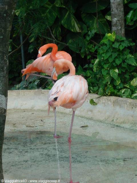 Fenicotteri rosa