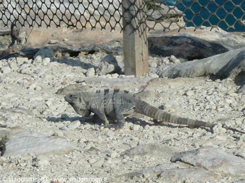 iguana