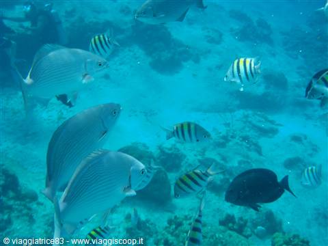 Tormentos Reef