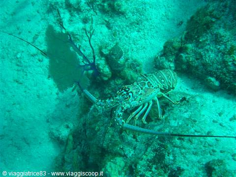 Paradise Reef-aragosta-