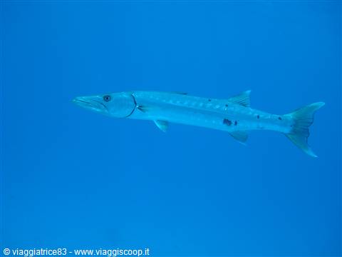 Paradise reef Barracuda