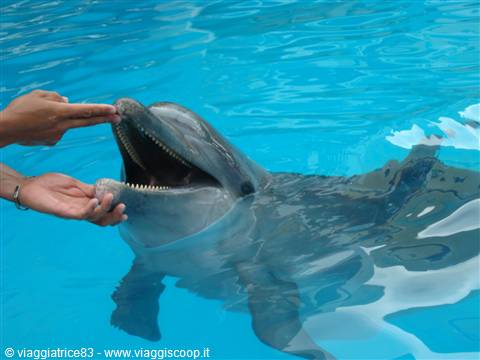 Delfino--