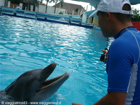 Delfino... curioso..