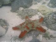 Stella marina