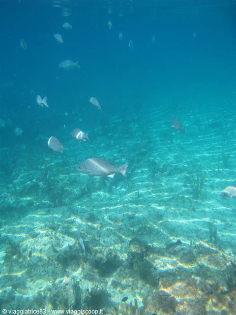 in fondo al mar