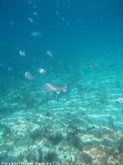 in fondo al mar
