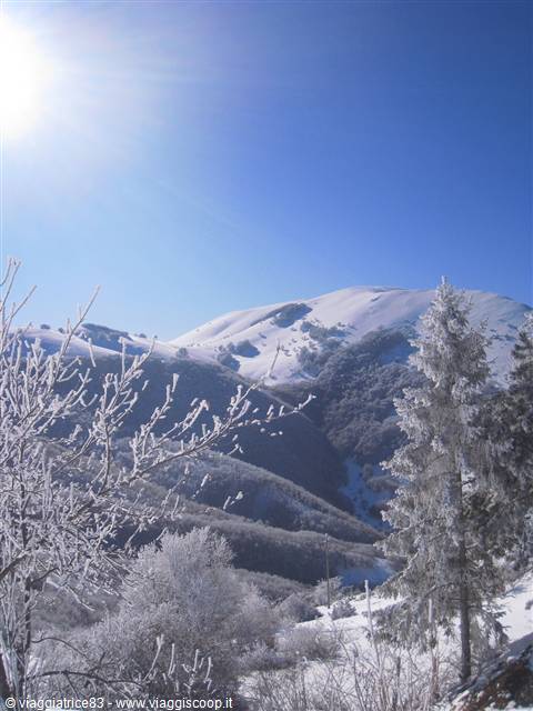 Forca Canapine