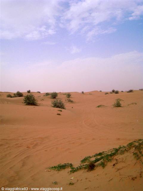Safari Tour DESERT ADVENTURES TOURISM DUBAI