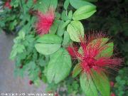 Red Powderpuff – Calliandra haematocephala
