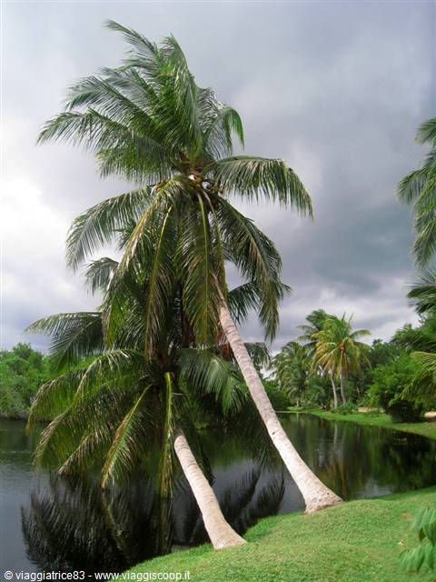 Botanic park