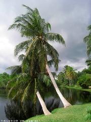 Botanic park
