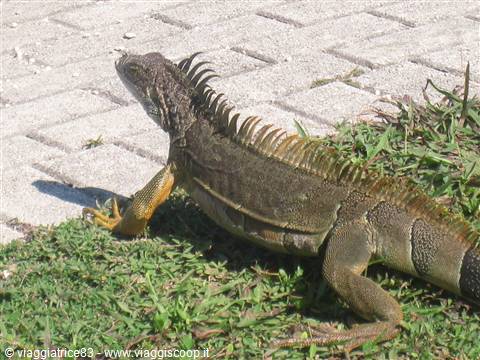 dare precendeza alle IGUANE!!