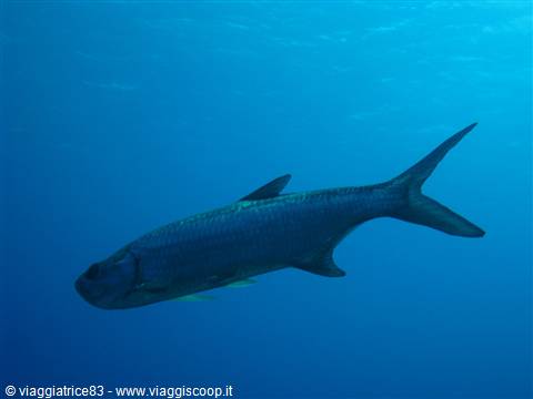 Tarpon